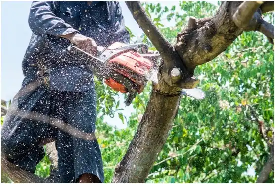 tree services Blythewood